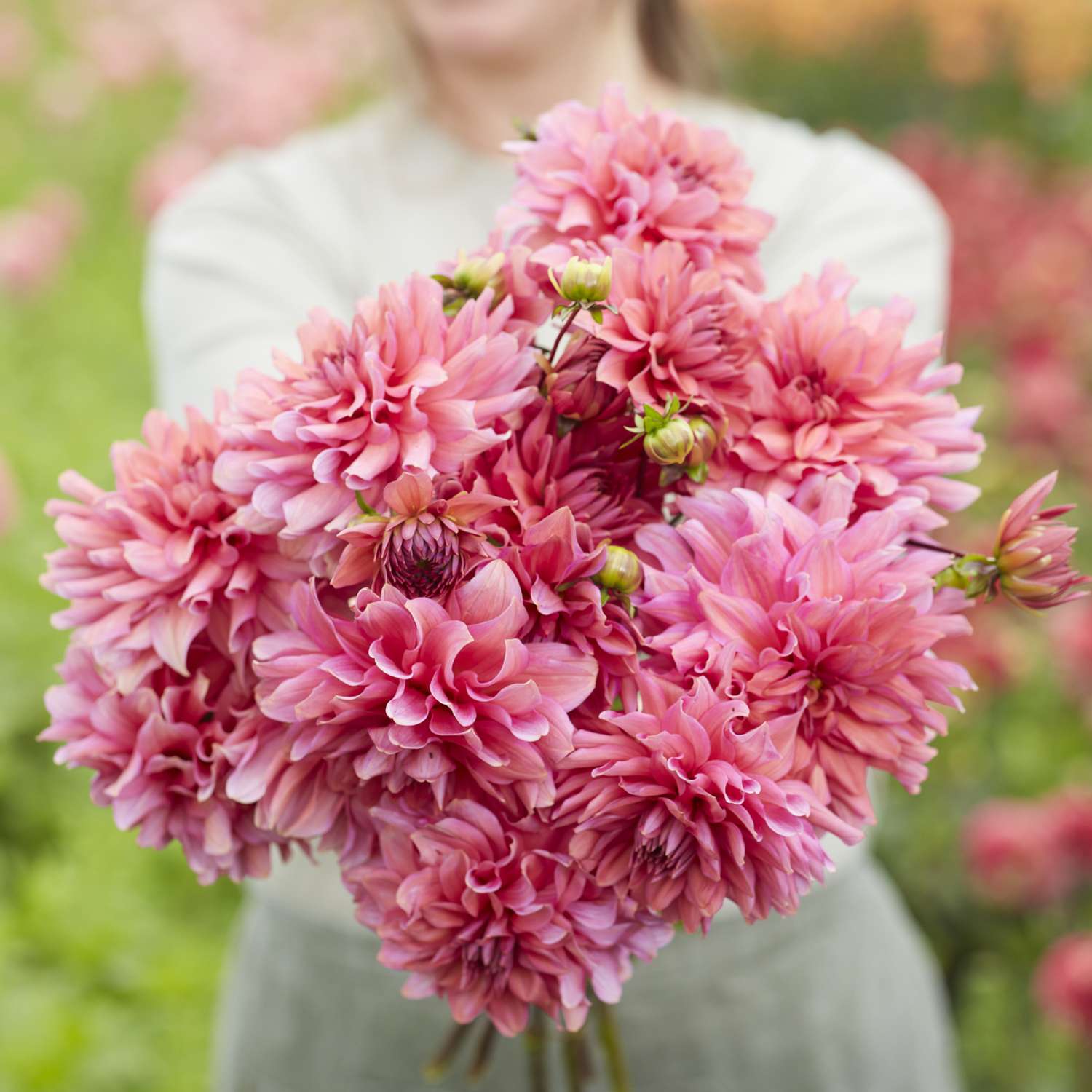 Dahlie 'Arit Anderson'